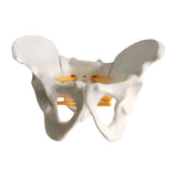 Maxbell Female Pelvis Model Classroom Demonstration Tool for Study Education Display