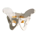Maxbell Female Pelvis Model Classroom Demonstration Tool for Study Education Display
