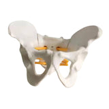 Maxbell Female Pelvis Model Classroom Demonstration Tool for Study Education Display