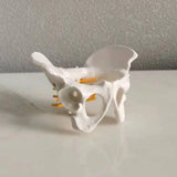 Maxbell Female Pelvis Model Classroom Demonstration Tool for Study Education Display