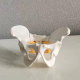 Maxbell Female Pelvis Model Classroom Demonstration Tool for Study Education Display