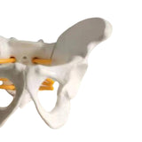 Maxbell Female Pelvis Model Classroom Demonstration Tool for Study Education Display