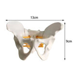 Maxbell Female Pelvis Model Classroom Demonstration Tool for Study Education Display