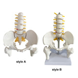 Maxbell Human Pelvis with Lumbar Vertebrae PVC Column Spinal Cord Model for Teaching style A