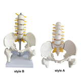 Maxbell Human Pelvis with Lumbar Vertebrae PVC Column Spinal Cord Model for Teaching style A
