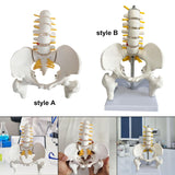 Maxbell Human Pelvis with Lumbar Vertebrae PVC Column Spinal Cord Model for Teaching style A