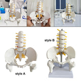 Maxbell Human Pelvis with Lumbar Vertebrae PVC Column Spinal Cord Model for Teaching style A