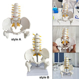 Maxbell Human Pelvis with Lumbar Vertebrae PVC Column Spinal Cord Model for Teaching style A