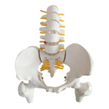 Maxbell Human Pelvis with Lumbar Vertebrae PVC Column Spinal Cord Model for Teaching style A