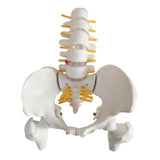 Maxbell Human Pelvis with Lumbar Vertebrae PVC Column Spinal Cord Model for Teaching style A