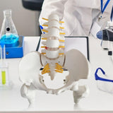 Maxbell Human Pelvis with Lumbar Vertebrae PVC Column Spinal Cord Model for Teaching style A