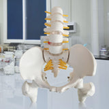 Maxbell Human Pelvis with Lumbar Vertebrae PVC Column Spinal Cord Model for Teaching style A
