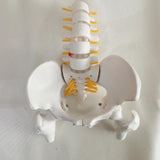 Maxbell Human Pelvis with Lumbar Vertebrae PVC Column Spinal Cord Model for Teaching style A