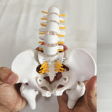 Maxbell Human Pelvis with Lumbar Vertebrae PVC Column Spinal Cord Model for Teaching style A