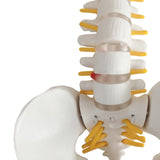 Maxbell Human Pelvis with Lumbar Vertebrae PVC Column Spinal Cord Model for Teaching style A