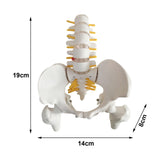 Maxbell Human Pelvis with Lumbar Vertebrae PVC Column Spinal Cord Model for Teaching style B