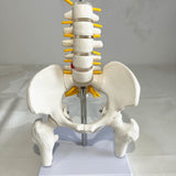 Maxbell Human Pelvis with Lumbar Vertebrae PVC Column Spinal Cord Model for Teaching style B
