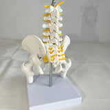 Maxbell Human Pelvis with Lumbar Vertebrae PVC Column Spinal Cord Model for Teaching style B