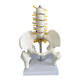 Maxbell Human Pelvis with Lumbar Vertebrae PVC Column Spinal Cord Model for Teaching style B