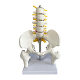Maxbell Human Pelvis with Lumbar Vertebrae PVC Column Spinal Cord Model for Teaching style B