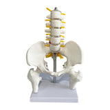 Maxbell Human Pelvis with Lumbar Vertebrae PVC Column Spinal Cord Model for Teaching style B