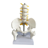 Maxbell Human Pelvis with Lumbar Vertebrae PVC Column Spinal Cord Model for Teaching style B