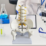 Maxbell Human Pelvis with Lumbar Vertebrae PVC Column Spinal Cord Model for Teaching style B