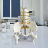 Maxbell Human Pelvis with Lumbar Vertebrae PVC Column Spinal Cord Model for Teaching style B