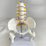 Maxbell Human Pelvis with Lumbar Vertebrae PVC Column Spinal Cord Model for Teaching style B