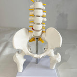 Maxbell Human Pelvis with Lumbar Vertebrae PVC Column Spinal Cord Model for Teaching style B