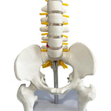 Maxbell Human Pelvis with Lumbar Vertebrae PVC Column Spinal Cord Model for Teaching style B