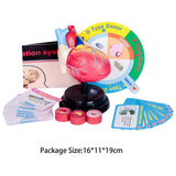 Maxbell Human Heart Model Life Size Learning Tool for Studying Exhibition Displaying