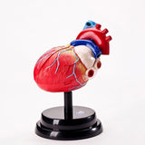 Maxbell Human Heart Model Life Size Learning Tool for Studying Exhibition Displaying