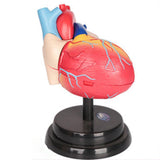 Maxbell Human Heart Model Life Size Learning Tool for Studying Exhibition Displaying