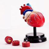 Maxbell Human Heart Model Life Size Learning Tool for Studying Exhibition Displaying