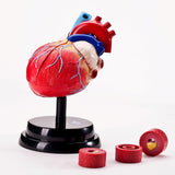 Maxbell Human Heart Model Life Size Learning Tool for Studying Exhibition Displaying