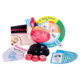 Maxbell Human Heart Model Life Size Learning Tool for Studying Exhibition Displaying