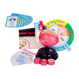 Maxbell Human Heart Model Life Size Learning Tool for Studying Exhibition Displaying
