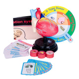 Maxbell Human Heart Model Life Size Learning Tool for Studying Exhibition Displaying