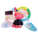 Maxbell Human Heart Model Life Size Learning Tool for Studying Exhibition Displaying