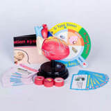 Maxbell Human Heart Model Life Size Learning Tool for Studying Exhibition Displaying