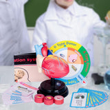Maxbell Human Heart Model Life Size Learning Tool for Studying Exhibition Displaying