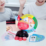 Maxbell Human Heart Model Life Size Learning Tool for Studying Exhibition Displaying