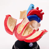 Maxbell Human Heart Model Life Size Learning Tool for Studying Exhibition Displaying