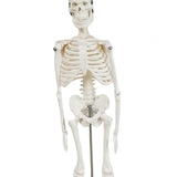 Body Skeleton Model Removable for Learn Human Skeleton System Study Teaching