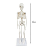 Body Skeleton Model Removable for Learn Human Skeleton System Study Teaching