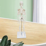 Body Skeleton Model Removable for Learn Human Skeleton System Study Teaching