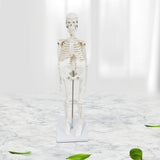 Body Skeleton Model Removable for Learn Human Skeleton System Study Teaching