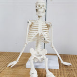 Body Skeleton Model Removable for Learn Human Skeleton System Study Teaching