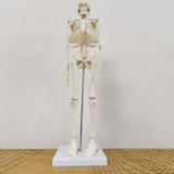 Body Skeleton Model Removable for Learn Human Skeleton System Study Teaching